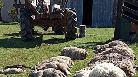 En este nuevo ataque de perros a ovejas ocurrido en Río Branco, los productores llegaron a matar a los canes. Foto: Nicolás Der Agopián