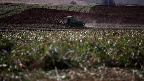 Cosecha de soja en campos del departamento de San José