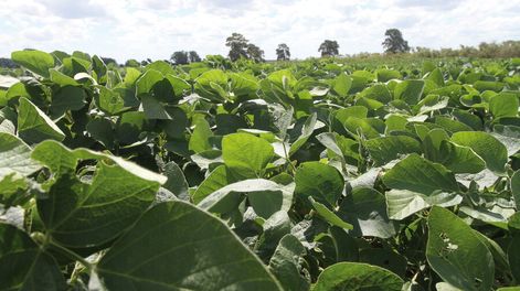 imagen de El bajón de la soja