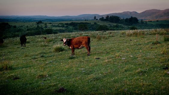 Foto: Ricardo Antúnez / adhocFOTOS Foto: Ricardo Antúnez / adhocFOTOS