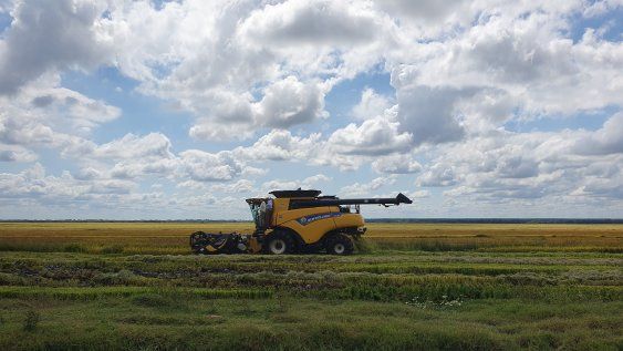 Cosecha de arroz. Cosecha de arroz.