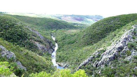 imagen de Voluntarios y recursos limitados para contener fauna y flora que invaden en áreas protegidas
