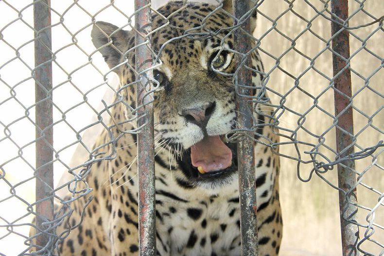 imagen de El zoológico está hoy “muy mal visto”; en Uruguay varios cerraron  y decenas se enfrentan al desafío de reconvertirse en bioparques