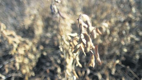 imagen de China pidió autorización “individual” de soja transgénica y apuró evaluaciones técnicas de tres casos a estudio por el gobierno