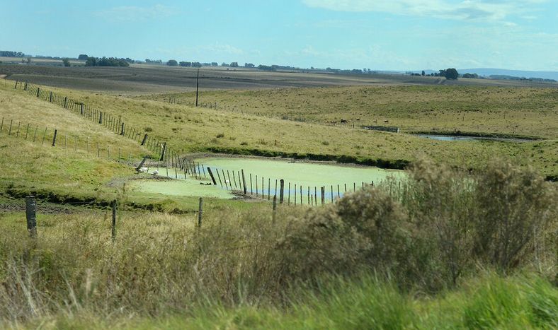imagen de El Partido Nacional eliminará la prohibición a las sociedades anónimas como propietarias de campos y creará estímulos varios