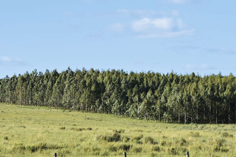 El vicepresidente de la Cámara Uruguaya de Inmuebles Rurales, Rodolfo Victorica, dijo a Agro de Búsqueda que “han venido y están viniendo brasileños por un contexto político” en su país vinculado a “temas impositivos”.
