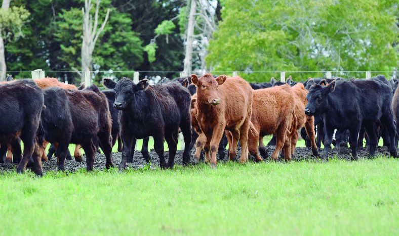 El 2024 fue positivo para casi todos los rubros del agro; el 2025 asoma con grandes desafíos