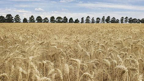 Los molinos se sienten perjudicados por la baja al 0% del arancel de importación de harina