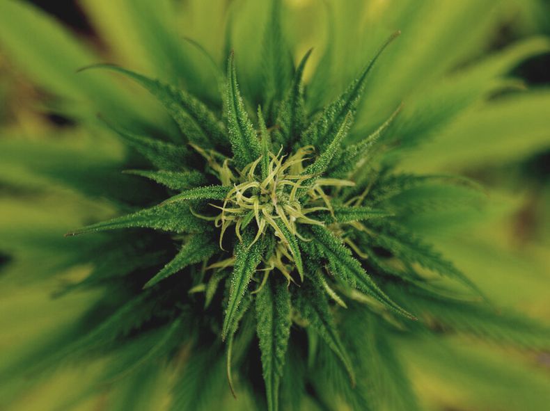 imagen de Interesado en comprar empresa productora de cannabis  tiene vínculos con Juan Sartori, titular de la otra compañía