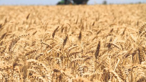 imagen de Saldo exportable del trigo será el más alto desde la zafra 2013-2014