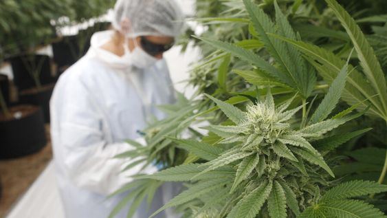 Cultivo de cannabis con fines medicinales en Uruguay.