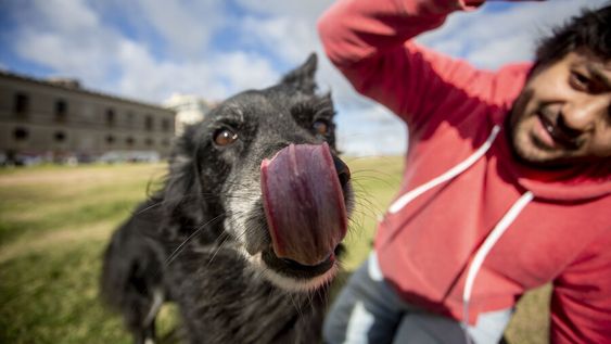 La variante encontrada en los animales fue una “antecesora” de la P1. Foto: Nicolás Garrido / Búsqueda La variante encontrada en los animales fue una “antecesora” de la P1. Foto: Nicolás Garrido / Búsqueda
