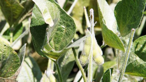 imagen de El rinde del maíz se acerca al récord y la soja viene “excelente” este año, pero los “altos” costos apremian al productor