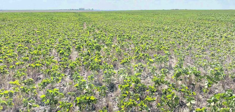 El escenario que más se acerca al promedio nacional, con rendimientos de entre 1.200 y 1.500 kilos por hectárea, arrojó una pérdida de US$ 350 por hectárea, según estimaciones de la consultora Cuatro Hojas.