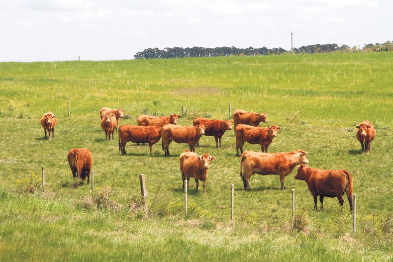 imagen de Sigue en alza la morosidad del agro y el BROU hace “estricta vigilancia” de la situación