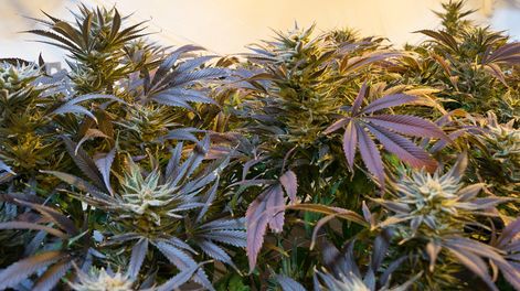 imagen de BROU abrió primera cuenta a una empresa cannábica