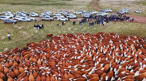 La raza Hereford volvió a mostrar sus virtudes en las distintas condiciones y sistemas de producción