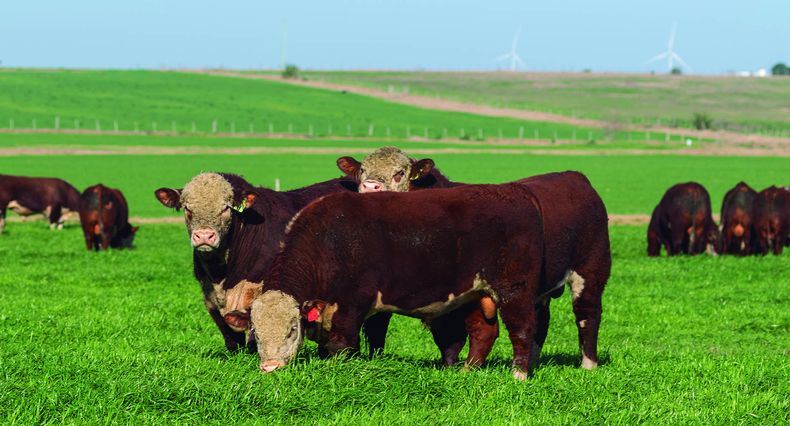 El domingo 15, desde la hora 13.30, con una oferta de 24 toros Hereford, con abundante información objetiva, se realizará el remate de la Central Kiyú
