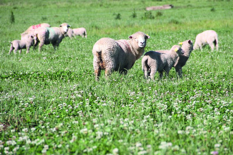 imagen de El sector ovino sigue en situación “comprometida”, debido  al abigeato, los ataques de perros y los vaivenes de precios