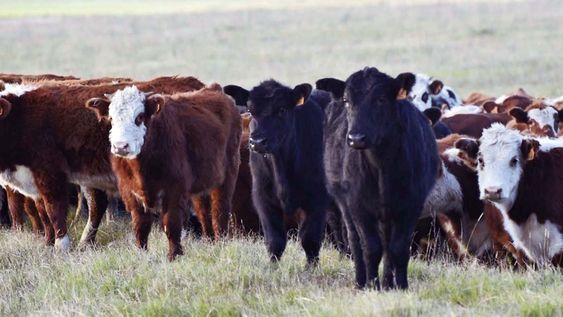 Ganado pastoreando. Ganado pastoreando.