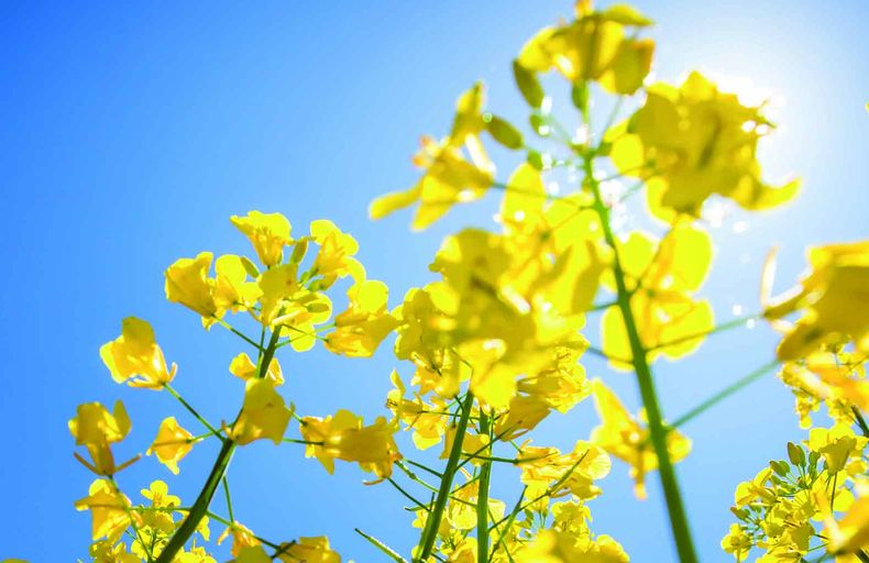 A pesar de los mayores costos, la colza es la que viene reinando entre los cultivos de invierno, confirmó el integrante del departamento técnico-comercial de Sofoval, Carlos Ramírez.