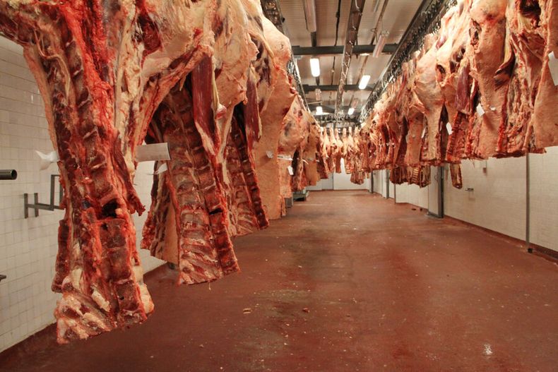 Las exportaciones de carne uruguaya deben superar controles sanitarios más exigentes en los mercados. Foto: Nicolás Der Agopián / Búsqueda