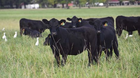 Una bandada de cisnes negros favorece a la ganadería uruguaya