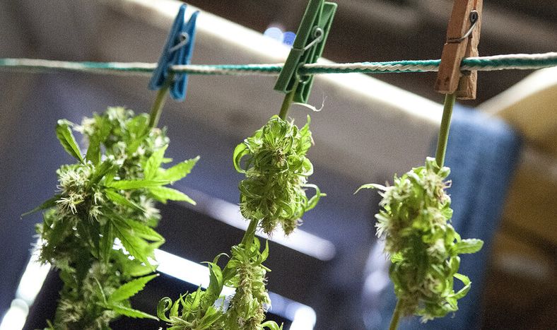 Cosecha de plantas de marihuana de la variedad cannabis sativa. Foto: Javier Calvelo / adhocFOTOS