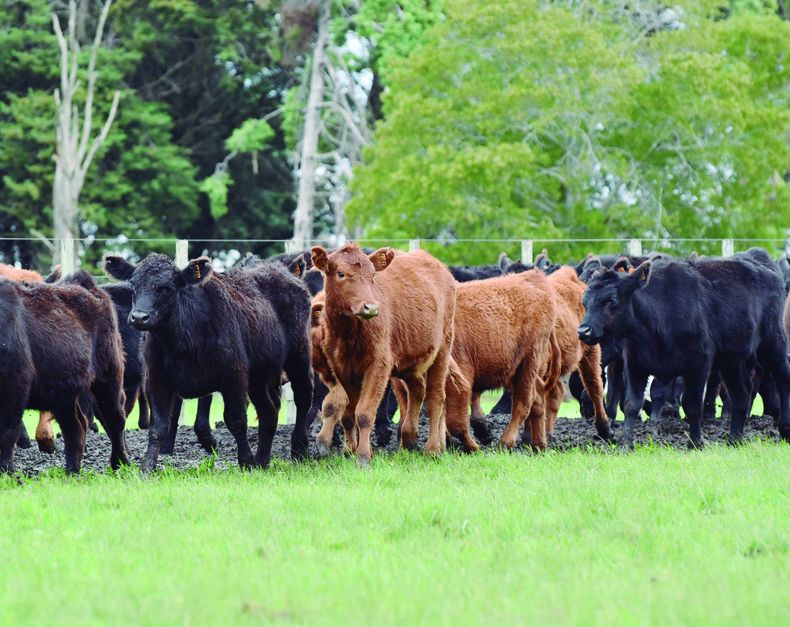 El porcentaje de nacimientos bovinos se incrementó 14% a nivel país; los mayores incrementos se registraron en Artigas (33%), Tacuarembó (26%) y Salto (21%).