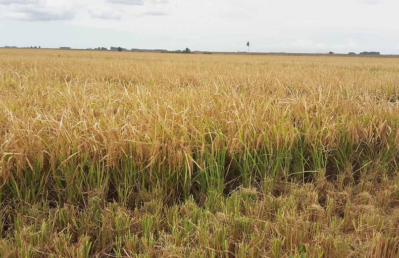 Agricultores, industriales y autoridades destacaron el papel de INIA en el desarrollo del sector arrocero