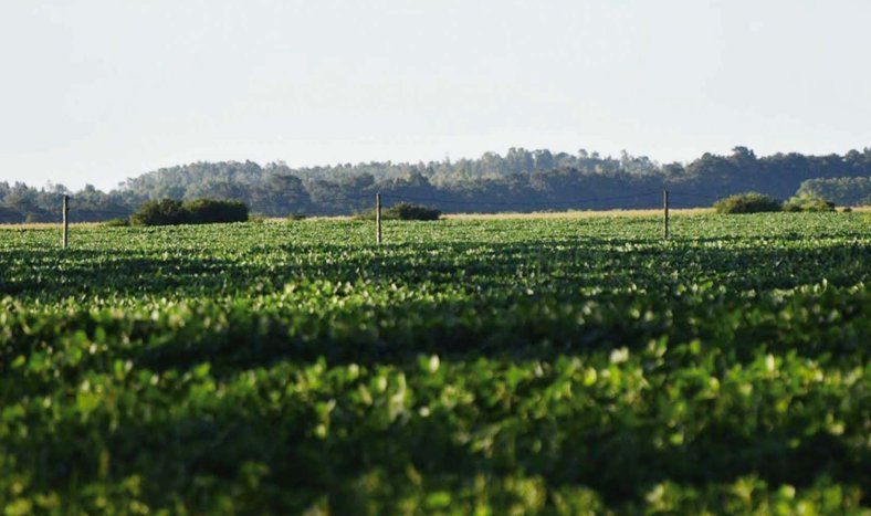 La demanda de inversores argentinos en campos uruguayos ya no cuenta con el énfasis tan acentuado de otros años.