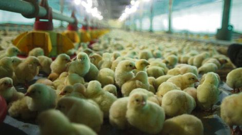 imagen de Uruguay puede exportar pollos a mercados “exigentes” pero precisa un “cambio radical” en la producción, según consultora contratada por el MGAP