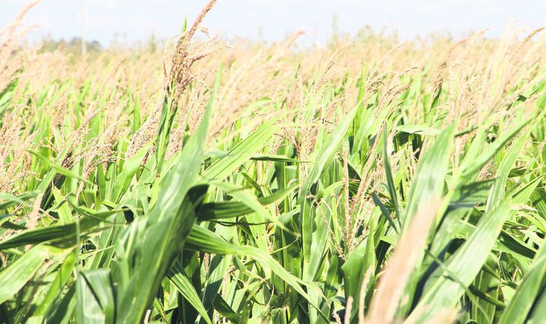 imagen de Unos 1.400 productores solicitaron apoyo por emergencia agropecuaria