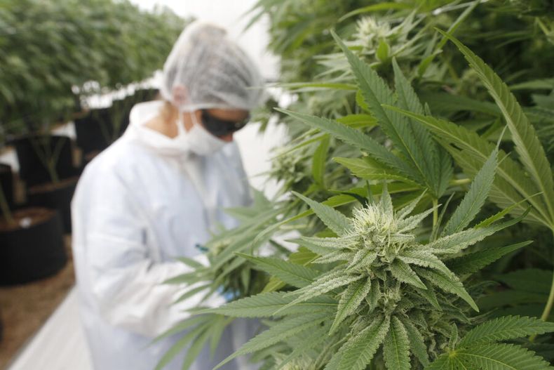 Cultivo de cannabis con fines medicinales en Uruguay.