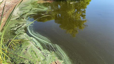 Búsqueda | La situación de los lagos refleja un proceso de deterioro de varias décadas, consecuencia de una ciudad que “creció de forma casi explosiva” en poco tiempo, seg