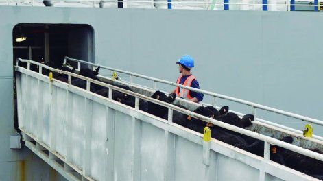 Exportación de ganado en pie.