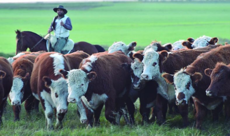 Cierra el 2025 con valores de exportación récord, tanto para la carne vacuna como para la ovina.&nbsp;&nbsp;