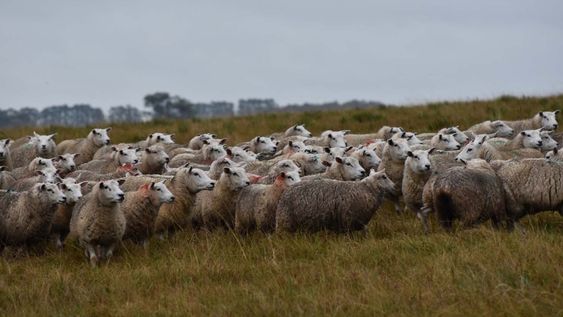 En el primer semestre de 2025 se faenaron 28,3% ovinos menos que en 2024 y 58,6% menos que en 2023 En el primer semestre de 2025 se faenaron 28,3% ovinos menos que en 2024 y 58,6% menos que en 2023