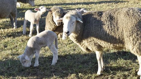 Al terminar el Ramadán hay una fiesta sagrada, llamada Eid al-Fitr, en la que sacrifican corderos, entonces la demanda es muy alta.