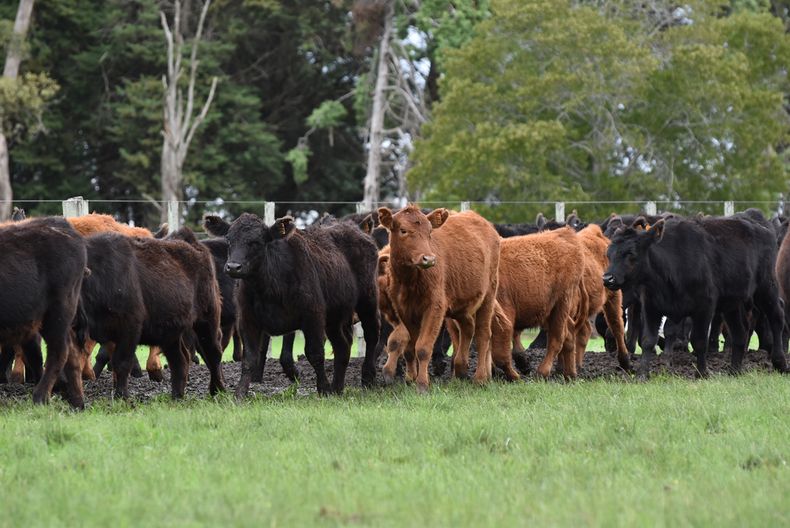 Varalla sostuvo que hay un mejor resultado económico si se preñan más vacas y si se recrían mejor las terneras para entorar hembras más jóvenes
