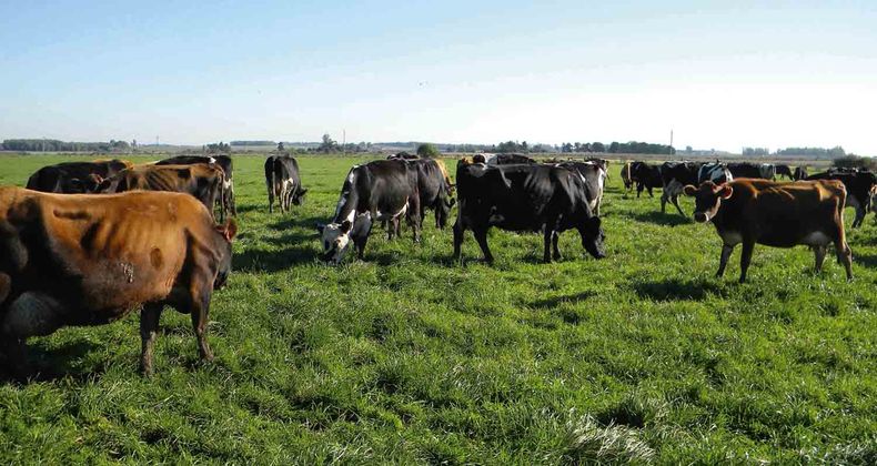 Las nuevas autoridades del INC pretenden priorizar el acceso a la tierra de pequeños y medianos tamberos