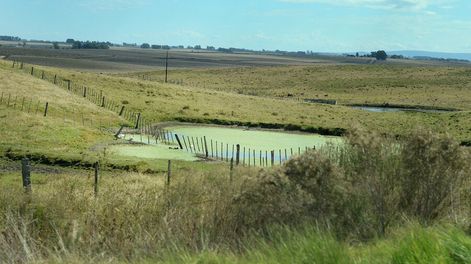 imagen de El 64% de las tierras vendidas en los últimos 19 años era de uruguayos y casi la mitad pasó a manos de sociedades anónimas