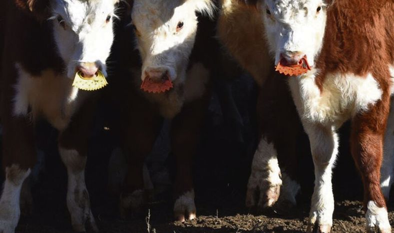 Ante la grave sequía, más productores optaron por hacer destete precoz. Foto: Revista Verde