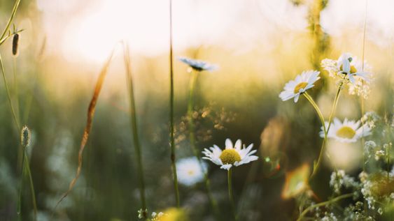 imagen de Gracias a la pandemia, se vivirá una primavera nunca vista imagen de Gracias a la pandemia, se vivirá una primavera nunca vista