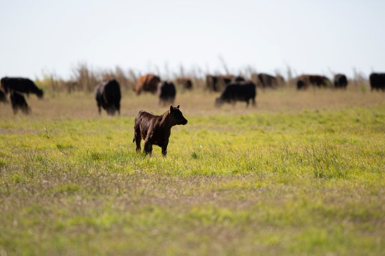 Los datos de stock ratifican un panorama muy auspicioso para la pecuaria