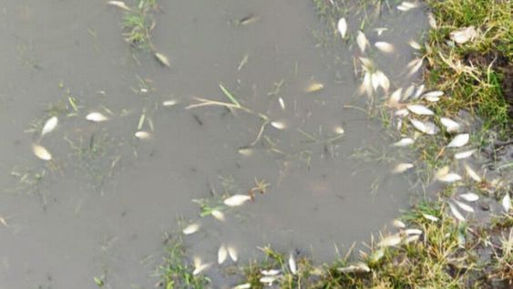 Vecinos de Tacuarembó denunciaron la contaminación? del agua y la mortandad de peces Vecinos de Tacuarembó denunciaron la contaminación? del agua y la mortandad de peces
