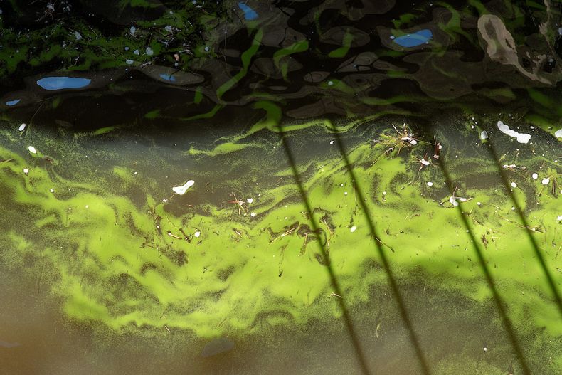 Cianobacterias en la represa de Palmar sobre el río Negro.&nbsp;