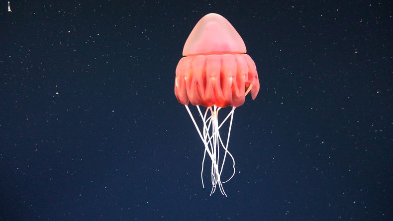 La medusa casco (Periphylla periphylla), a veces llamada medusa de sombrero mercante, es luminiscente y de color rojo.
