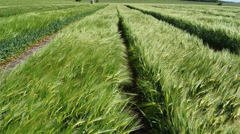 Cultivo de cebada. Foto: Nicolás Der Agopián / Búsqueda