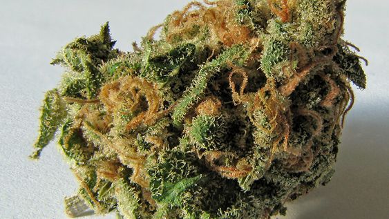 imagen de Ley de marihuana necesita “mostrar resultados” para ganar apoyo, pero su aplicación es “demasiado lenta” y no por razones técnicas imagen de Ley de marihuana necesita “mostrar resultados” para ganar apoyo, pero su aplicación es “demasiado lenta” y no por razones técnicas